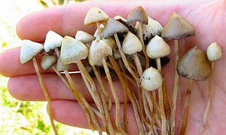Галюциногенные грибы