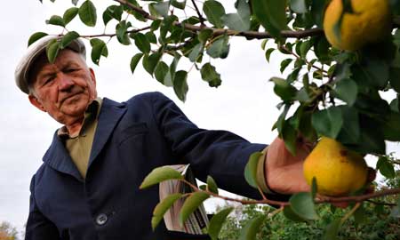 Из шести сортов груш, выращиваемых Николаем Сисиным, один из его любимых — «Сентябрина». Плодов много, они крупные, красивые, а вкус — «спецфисский»