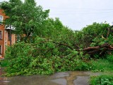 Поваленные деревья на Жуковского