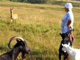Косуля нападает на коз в Ревде