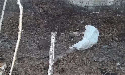 В Дегтярске найден труп новорожденного ребенка в мешке