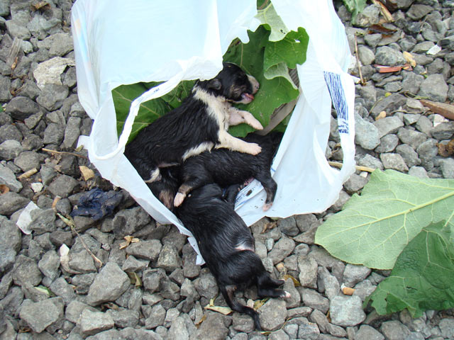 В мусорном баке обнаружили новорожденных щенков 