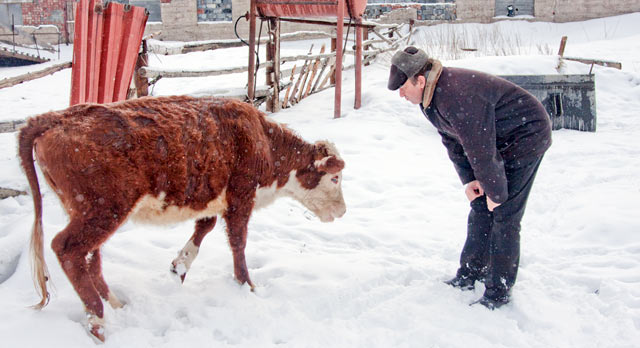 На ферме у предпринимателя Александра Тюрикова сейчас содержатся 63 коровы, породы — казахская белоголовая и герефордская.