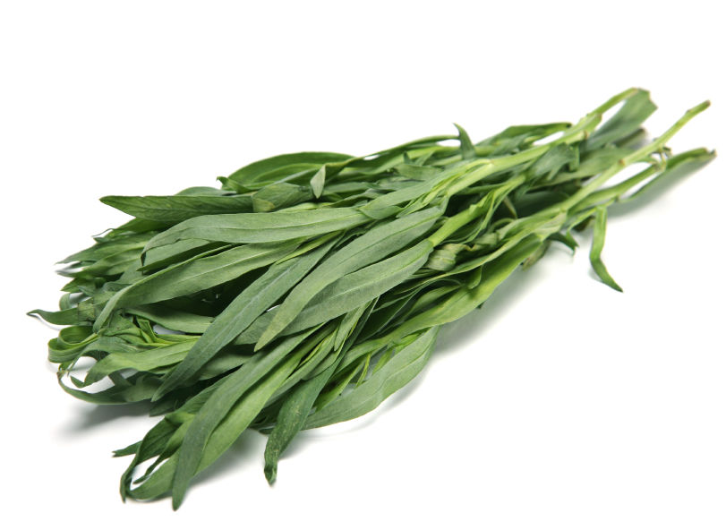 Tarragon herb